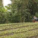 Gobierno entrega US$ 15 millones en financiamientos para caficultores venezolanos