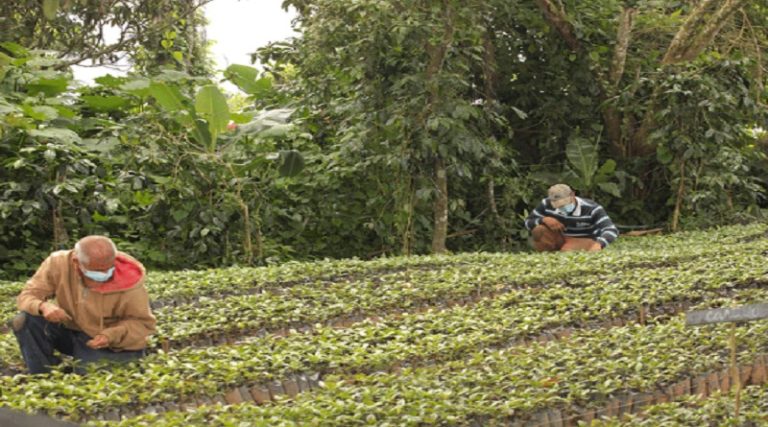 Gobierno entrega US$ 15 millones en financiamientos para caficultores venezolanos