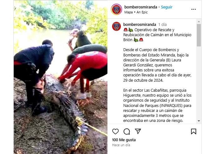 Rescatan a caimán de casi tres metros en una playa de Higuerote