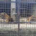 Docenas de tigres mueren tras contraer la gripe aviar en zoológico de Vietnam