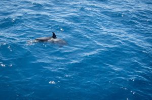 Muerte de al menos 20 delfines en aguas venezolanas alerta a las autoridades