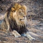 Vigilante pierde un brazo tras ser atacado por leones de zoológico en Mérida