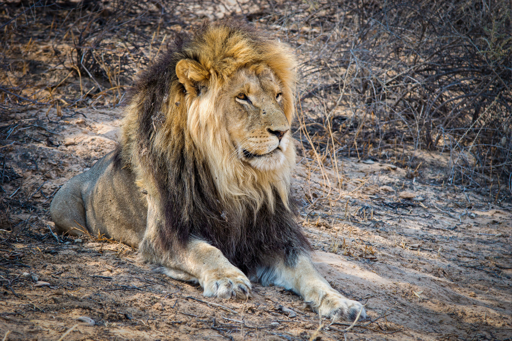 Vigilante pierde un brazo tras ser atacado por leones de zoológico en Mérida