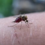 OMS certifica a Georgia como un país libre de malaria tras casi un siglo: "Este es un hito enorme"