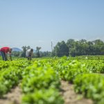 Fedeagro: sin financiamiento no podremos incrementar las superficies de siembra porque “estamos estancados”