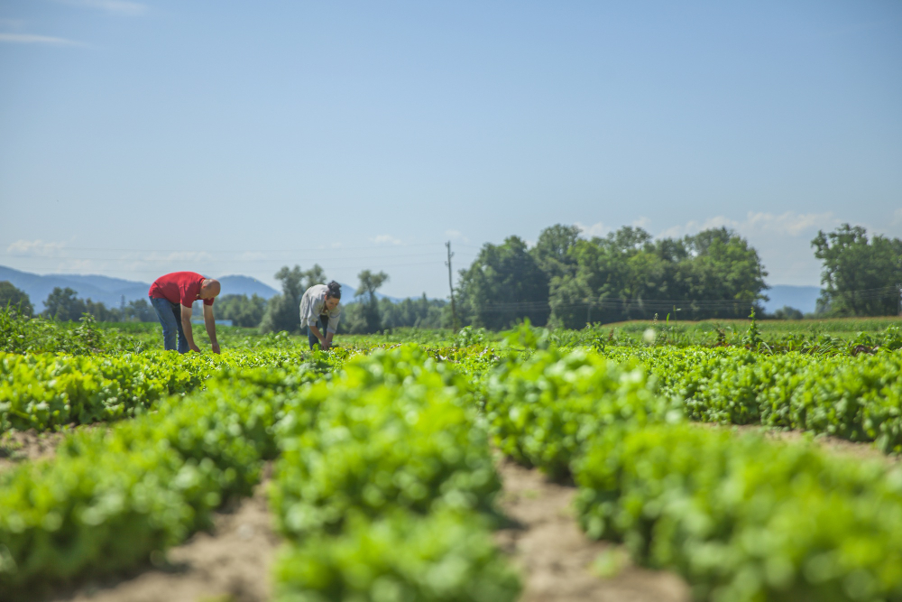 Fedeagro: sin financiamiento no podremos incrementar las superficies de siembra porque “estamos estancados”