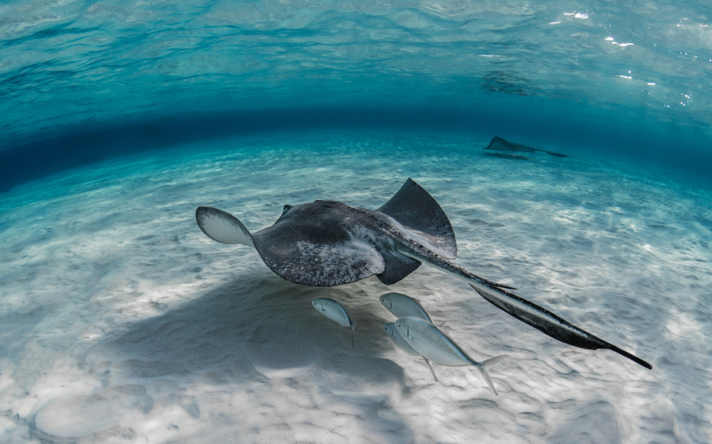 Médicos alertan sobre picaduras de mantarraya en playas del municipio Mara, Zulia