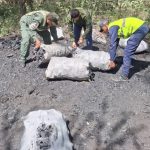 Incautan 1.440 kilos de carbón vegetal provenientes de una extracción ilícita en Lara